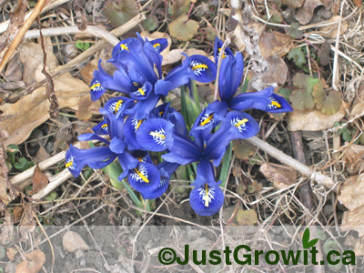 The first Irises