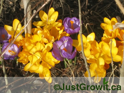 Crocuses