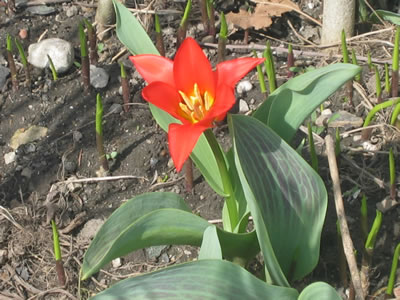 Tulip