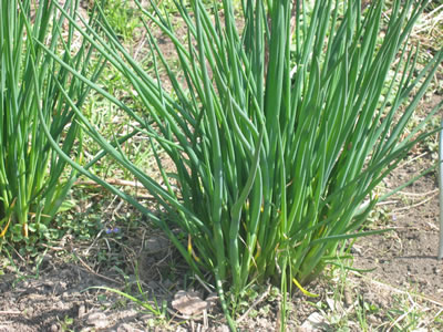 Chives