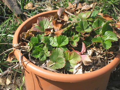 Strawberry plant