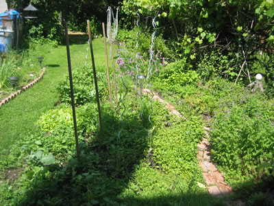 vegetable/herb garden