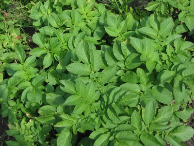 potatoes growing nicely