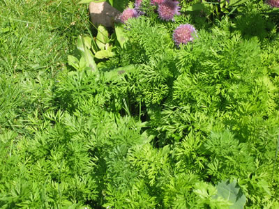 carrots and chives