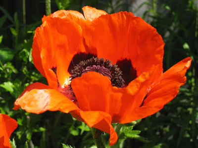 poppy