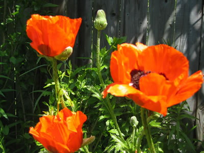 more poppies