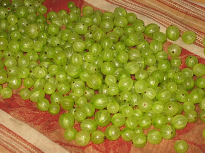 Goose berries