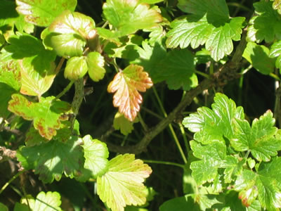 goose berry bush