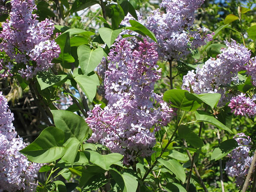 lilacs