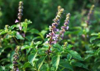 Tulsi