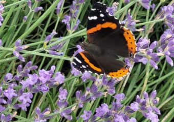 Red Admiral on Lavender