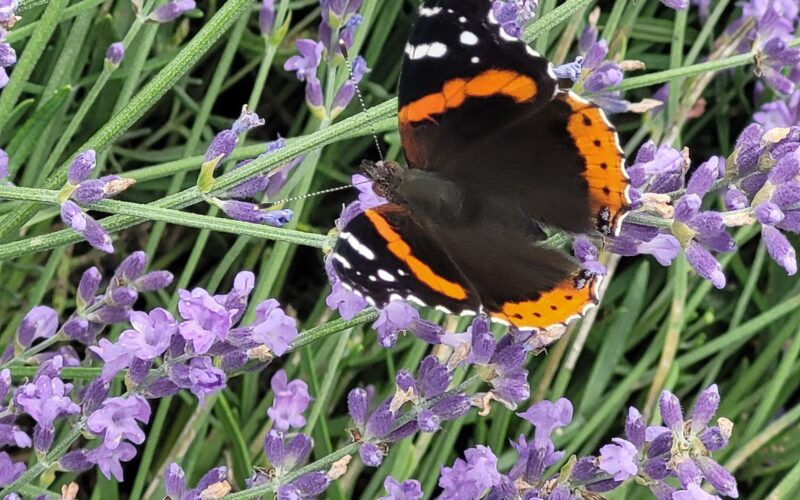 Red Admiral on Lavender